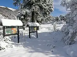 Araucarias en el acceso al volcán. Invierno de 2011.