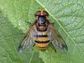 Volucella inanis hembra