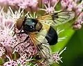 Volucella pellucens hembra