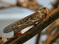 Langosta migratoria (Locusta migratoria).