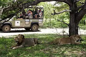 Turistas observando leones en Selous