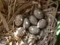 Puesta pequeña, polla gris (Gallinula chloropus),