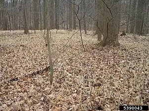 Sus hojas mueren a mediados de diciembre. Las plantas sobreviven el invierno y las hojas resurgen cada primavera. Aspecto invernal de una infestación en Maryland, Estados Unidos.