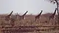Giraffa camelopardalis.