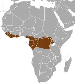 Distribución del damán arborícola occidental