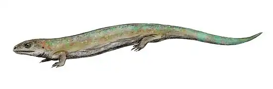Westlothiana (Reptiliomorpha)