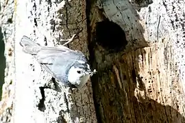 Un adulto en la entrada del nido con un insecto en el pico.