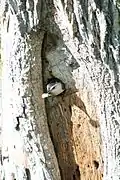 Un adulto tirando un saco fecal del nido.
