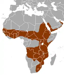 Distribución de la mangosta de cola blanca.