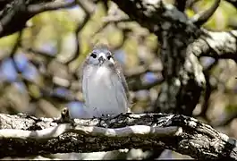 Charrán blanco