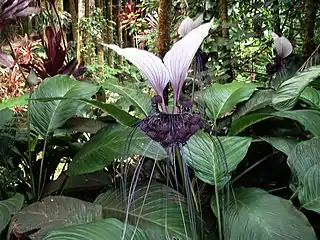 La familia Taccaceae, todavía reconocida por el APWeb, fue incluida en las dioscoreáceas en APG III (2009). Pantropicales, herbáceas, con hojas de largo pecíolo y una inflorescencia escaposa con flores de tamaño medio, violeta-negruzcas, hay brácteas largas, filiformes, mezcladas entre las flores.