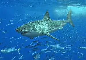 Carcharodon carcharias