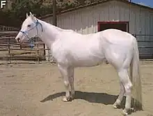 La raza Camarillo tiene una capa blanca dominante debido a la mutación W4.