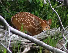 Odocoileus virginianus