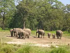 Elefantes salvajes pastando en Jaldapara.