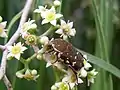 Flores atrayendo insectos