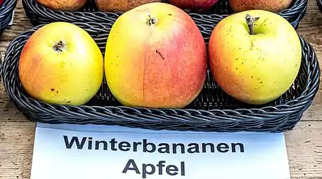 Manzana 'Winter Banana'.