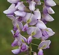 Wisteria frutescens