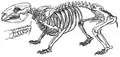 Orden Diprotodontia