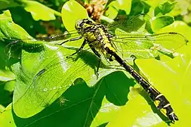 Gomphus vulgatissimus, mostrando el abdomen característico de la familia.