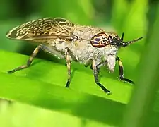 Haematopota pluvialis, hembra con ojos dicópticos. Ojos con bandas de distintos colores.