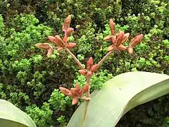 Planta macho (detalle)