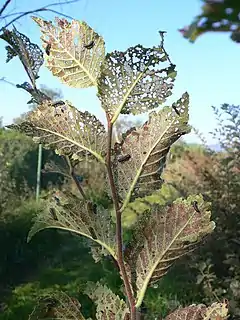 Hojas parasitadas