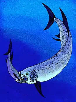 Xiphactinus (Actinopterygii)