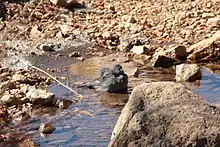 Un Yal Plomizo bañándose en las aguas de la laguna Toncek, cerca del refugio Frey en Bariloche, Argentina.