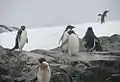 Pingüinos adelaida.