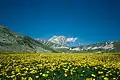 Flores silvestres (Gentiana lutea) en la primavera del Campo Imperatore