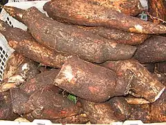 Manihot esculentaYuca amazónica