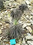 Yucca brevifolia