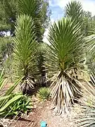 Yucca decipiens