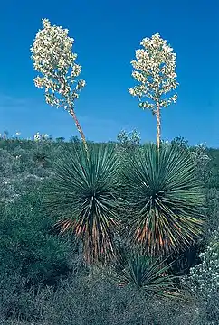 Disposición de las hojas en la extremidad del tallo leñoso e inflorescencia en Yucca thompsoniana.