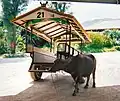 Los búfalos el medio de transporte en Yubu-jima.