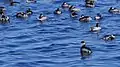 Bandada de zampullines (Podiceps nigricollis) con plumaje invernal en las salinas.