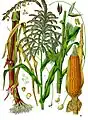 Zea mays L.