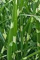 Miscanthus sinensis 'Strictus'