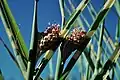 Miscanthus sinensis 'Strictus', flor