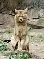 Felis chaus en el Pont-Scorff Zoo, Britania, Francia