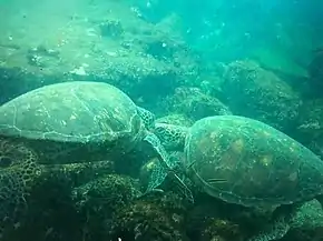 Tortugas golfinas en fondo marino de la reserva