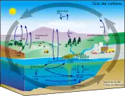 Diagrama del ciclo del carbono