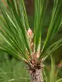 Braquiblastos de Pinus canariensis y un macroblasto.