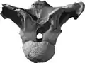 Vértebras dorsales de Moabosaurus en vista anterior.
