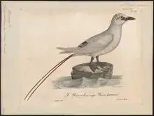 Faetón colirrojo (Phaethon rubricauda). Ilustración de Paul Louis Oudart para La galerie des oiseaux du cabinet d'histoire naturelle du jardin du roi, (París, 1822-1825) de L.J.P. Vieillot.