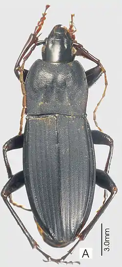 Abacoleptus carinatus