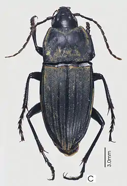 Abacoleptus curtus (holotype)