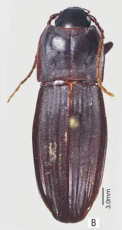 Abacoleptus paradoxus (holotype)