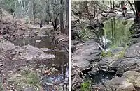 Figure 4. 14–15. Type locality of Platynectes ponderi sp. n.: Half-shaded seepages and rest pools in a creek bed, Carnarvon Range (Photos by Julie Ponder).